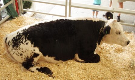 Canadian Speckle Park Cattle: Characteristics and Complete Breed Information