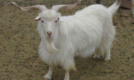 Changtang goat: characteristics, origin, use and complete information about the breed