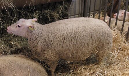 Charmois sheep: characteristics, origin, use and information on the breed