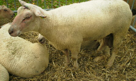 Charolle sheep: characteristics, origins, uses and information about the breed