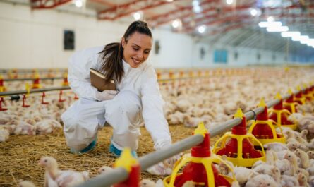 Chicken Farm in Changmig: Startup Business Plan for Beginners
