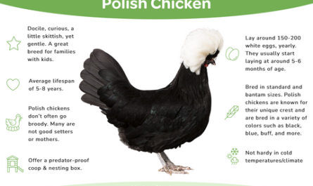 Chicken Nanjing: Characteristics, Temperament and Breed Information