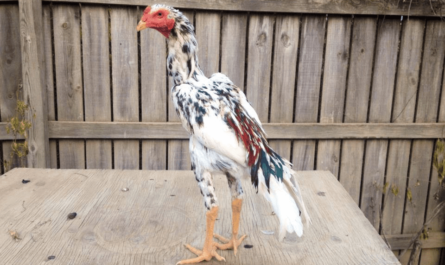 Chicken Shamo: Characteristics, Temperament and Breed Information