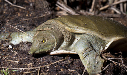 Chinese softshell turtle: characteristics and information