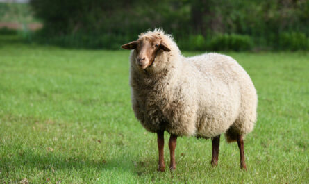 Coburger Fuchsschaf Sheep: Characteristics, Uses, and Breed Information