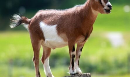 Colored Buff Goat: Traits, Uses, and Complete Breed Information