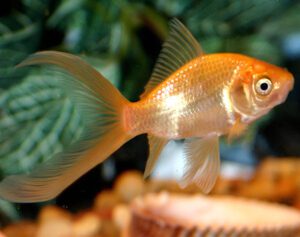 Comet goldfish: characteristics, diet, breeding and use