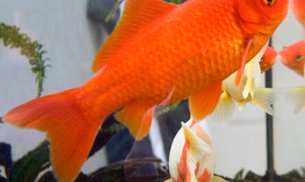 Common goldfish: characteristics, feeding, breeding and use
