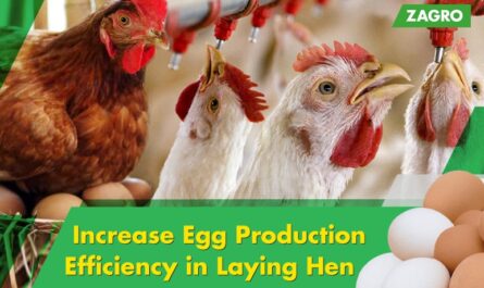 Conditions for laying hens: ideal conditions for good egg production