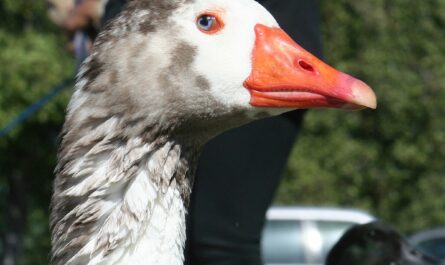 Cotton goose: characteristics, origin and information about the breed