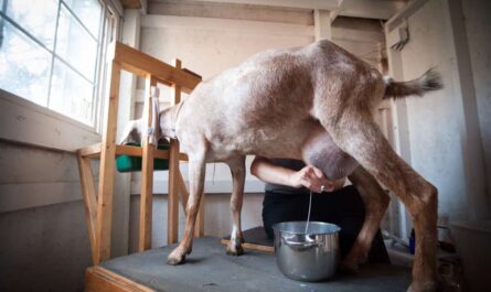 Dairy Goat Care: A Beginner's Guide to Dairy Goat Care