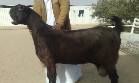 Damascus goat: characteristics, use and complete information about the breed