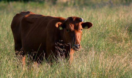 Danish Red Cattle: Breed Characteristics and Information
