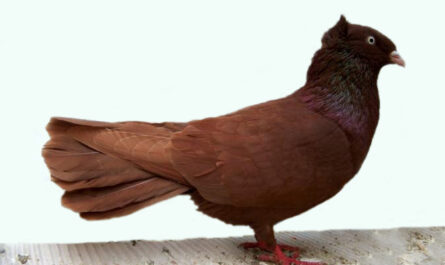 Danzig High Pigeon: Characteristics, Uses, and Breed Information