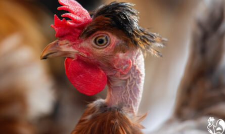 Do Roosters Lose Their Feathers: A Guide for Beginning Poultry Keepers