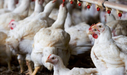 Dominica Chicken Farming: Starter Business Plan for Beginners