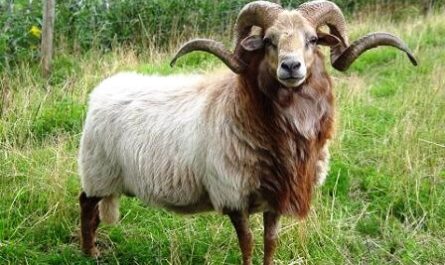 Drenthe Heath sheep: characteristics, use and breed information