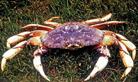Dungeness crab: characteristics, feeding, breeding and use