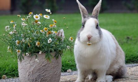 Dutch Rabbit: Characteristics, Origins, Uses, and Complete Breed Information