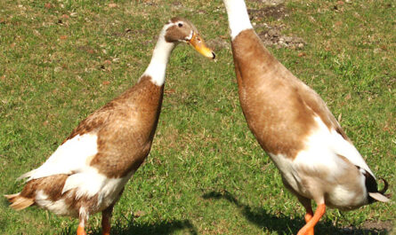 East Indian Duck: Characteristics, Uses, and Complete Breed Information