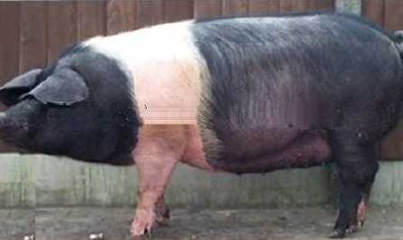 Essex Pig: Characteristics, Origin and Breed Information