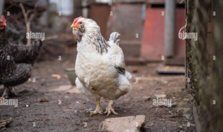 Firerolle chicken: characteristics, temperament and breed information