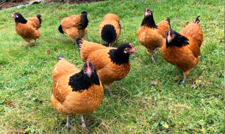 Forwerk Chicken: Characteristics, Temperament and Breed Information
