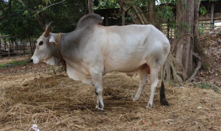Gangatiri Cattle: Characteristics, Uses, and Breed Information