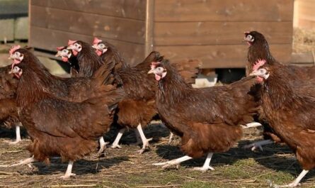Giant Poultry Farming in Jersey: A Startup Business Plan for Beginners