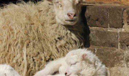 Girra Sheep: Characteristics, Origins, Uses, and Breed Information