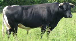 Gloucester Cattle: Characteristics, Uses and Breed Information
