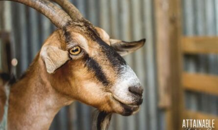 Goat Basics: Goat Basics for Beginners