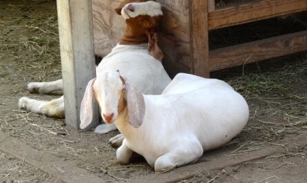 Goat diseases: various diseases affect goat production