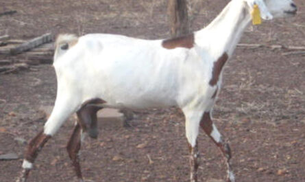 Goat Farming in the Sahel: A Startup Business Plan for Beginners
