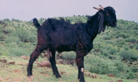 Gohiwadi goat: characteristics and information on breeding