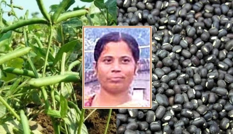 Growing black gram: agricultural business in Urad-Dala for beginners
