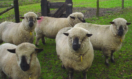 Hampshire sheep: characteristics, origins, uses and information about the breed