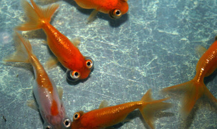 Heavenly Eye goldfish: characteristics, feeding, breeding and use