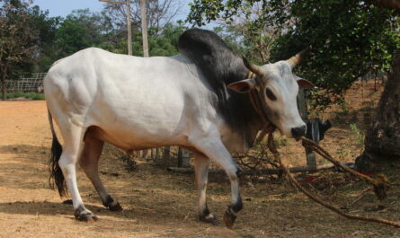 Herigarh cattle: characteristics and information about the complete breed