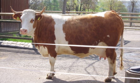 Hinterwald Cattle: Characteristics, Uses, and Breed Information