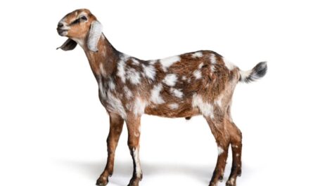 How to Care for Nubian Goats: A Complete Beginner's Guide to Grooming