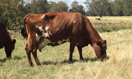Illawarra Cattle: Full Breed Characteristics and Information
