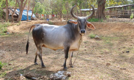 Kankrey Cattle: Characteristics, Origins, Uses, and Complete Breed Information