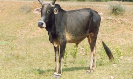 Kenkatha Cattle: Characteristics and Information on Complete Breeds
