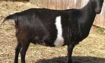 Lamancha goats: characteristics, feeding, breeding