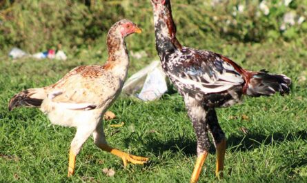 Malayan Chicken: Characteristics, Temperament and Breed Information