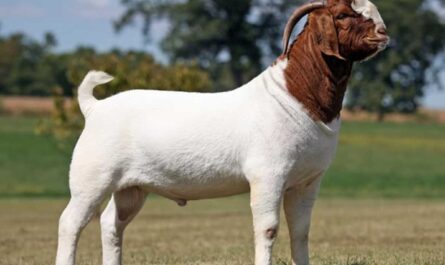 Meat Goat Breeds: 10 Best Breeds For Meat Production
