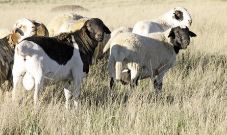 Meatmaster Sheep: Characteristics, Uses, and Breed Information