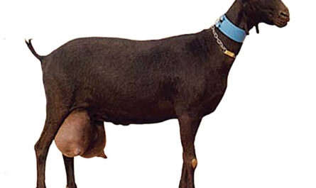 Murcian goat: characteristics, origins, uses and complete information on the breed