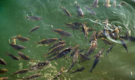 Natural fish food: What do pond fish naturally eat?